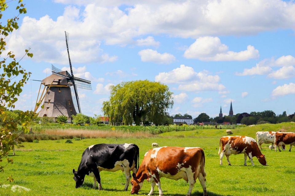 Historische windmolen bij Abcoude, gemeente De Ronde Venen, Groene Hart. Grazende koeien in een groen weiland met polderlandschap, wilgenboom en kerktorens aan de horizon onder een blauwe lucht met wolken.