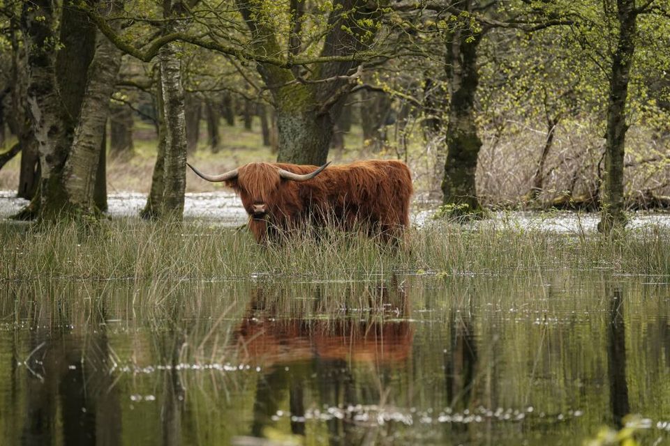 Schottische Hochlandrinder im wasser