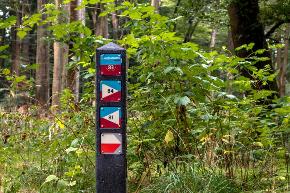 Wandelknooppunt in het bos