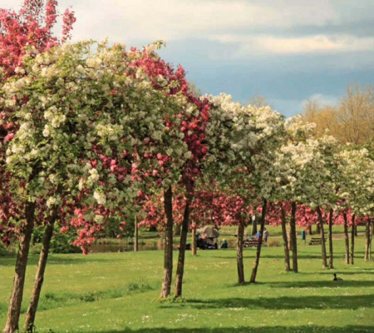 Peelrandbreuk - Voorjaar Heiakkerpark