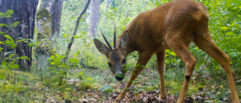 Foto van een bruin hertje met hoorntjes tussen de bomen en struikgewas met frisgroene blaadjes.