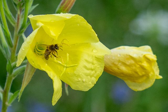bloem en bij