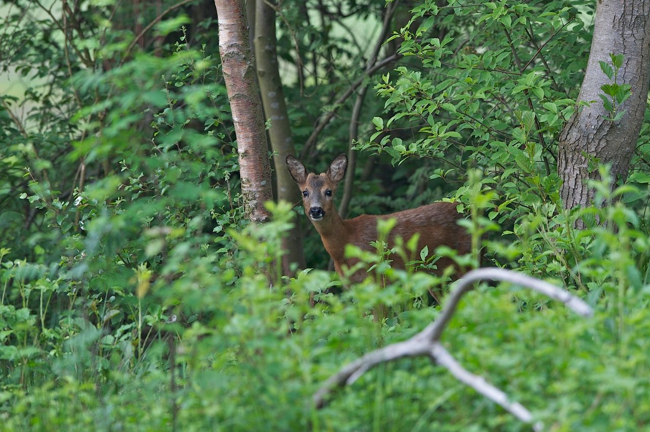 Natuur - ree