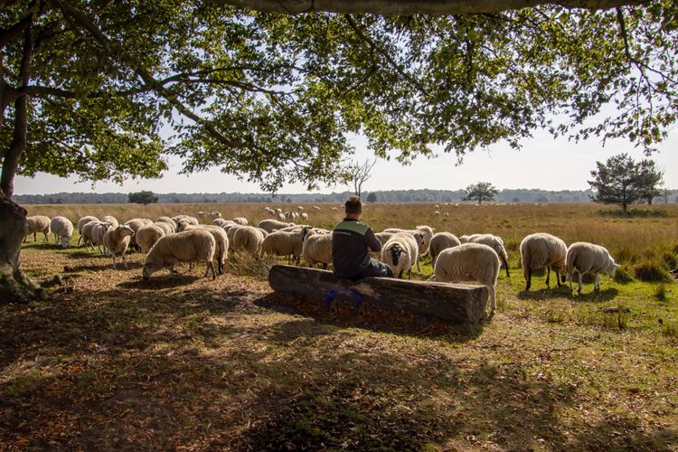 Schaapherder Boris met zijn kudde op de Kampina