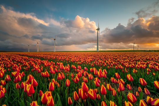 Een tulpenveld met rood/oranje tulpen met op de achtergrond windmolens in de Noordoostpolder.