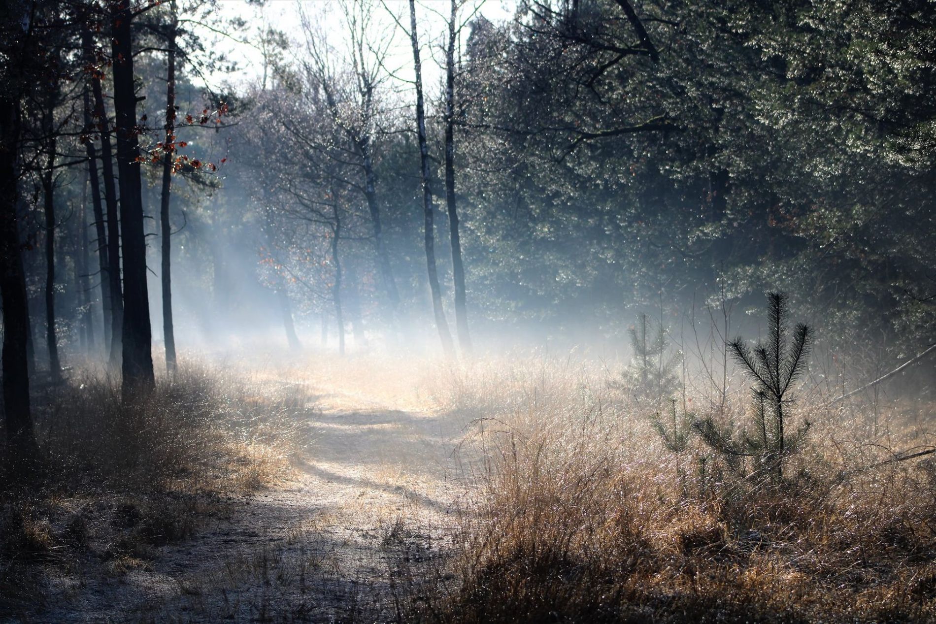 Mistige ochtend op Wellenseind