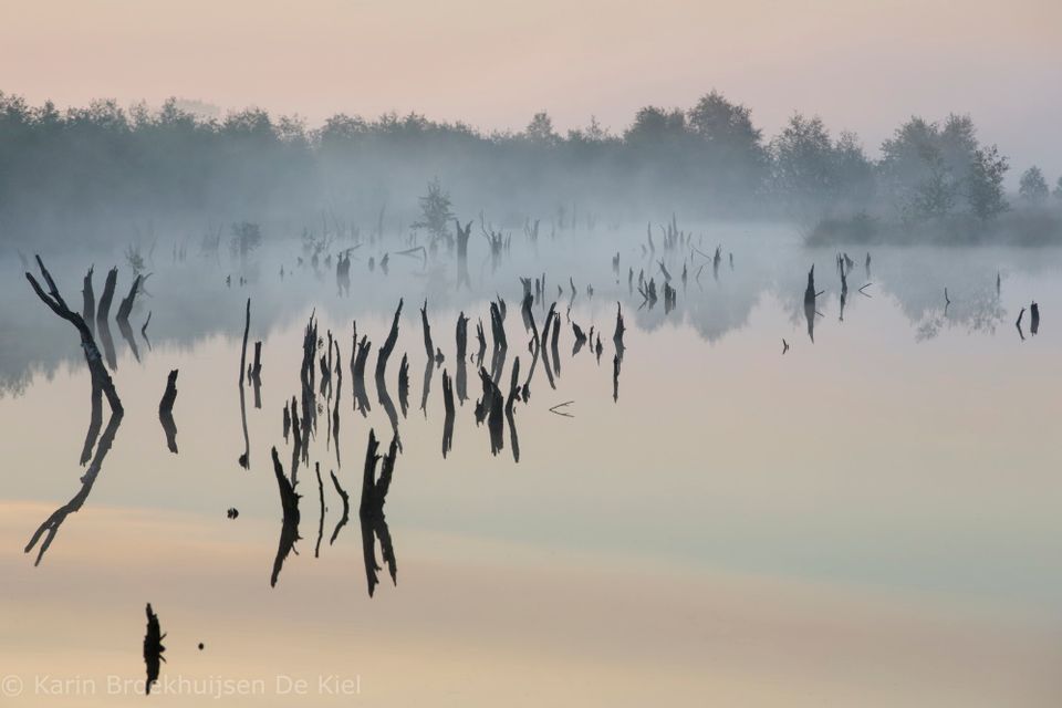 Water waar mist boven hangt en takken bovenuit steken, tegen een achtergrond van bomen.