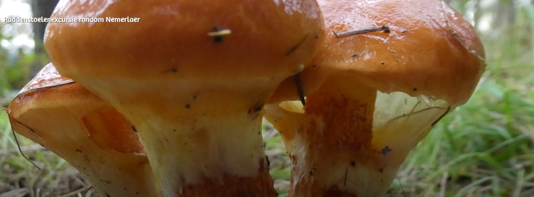 Drie lichtbruine paddenstoelen naast elkaar op de grond