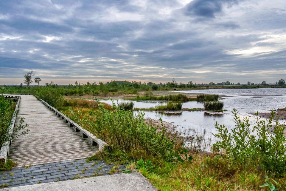 Durch ein Naturgebiet in Drenthe führt ein hölzerner Bohlenweg.