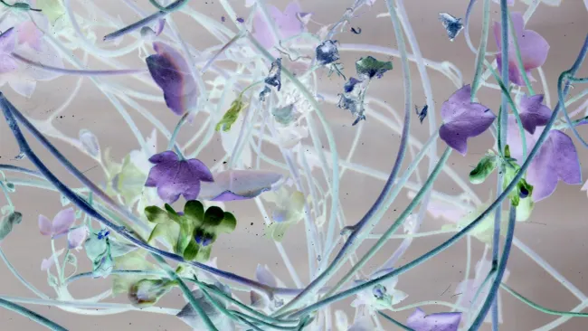 phph3q6cqrmia87c4ncKiP