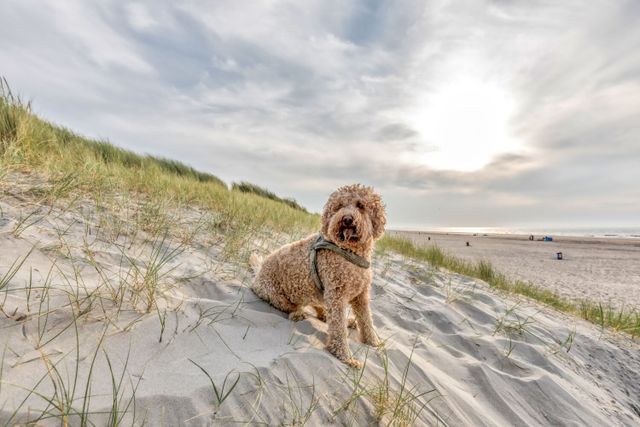 hond-op-het-strand