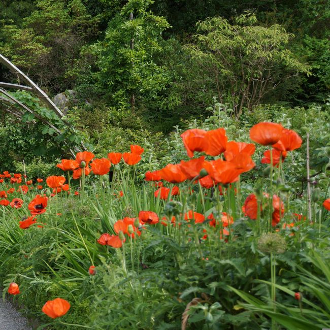 tuin met pad