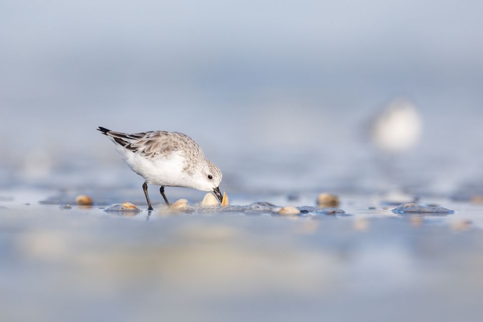 Drieteenstrandloper