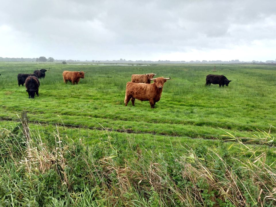 Noordelijke Friese Wouden / Twijzelermieden