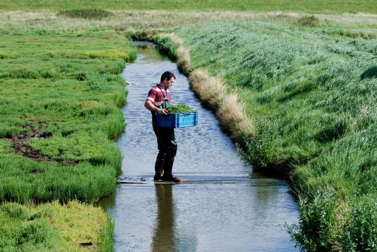 Op-Schouwen-Duiveland-Man-In-Water-Schouwse-Zeekraal-Aan-Het-Pakken
