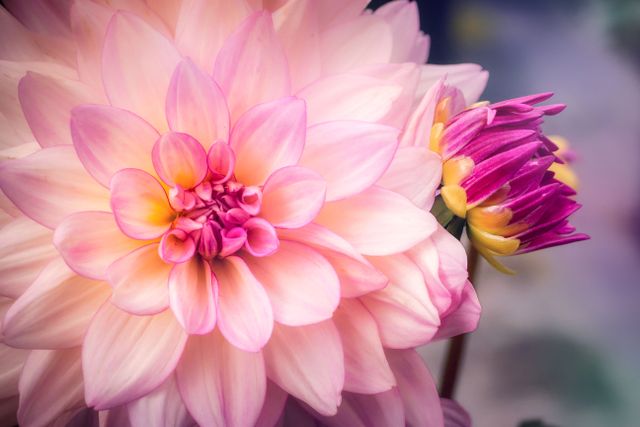 Dahila's roze