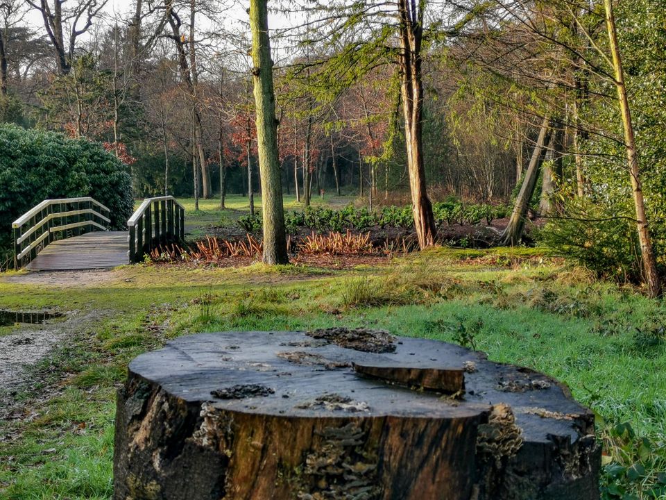 Wandelen in het Bos van Krantz in Warmond