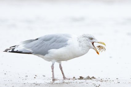 Foto van een meeuw die een kreeft in zijn bek heeft.