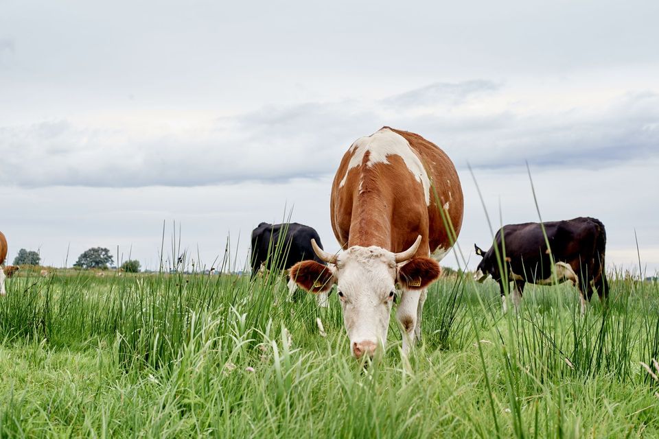 jersey koeien in de wei