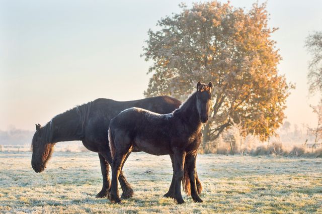 Friese paarden in het winterse landschap rond Eastermar