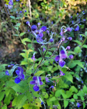 Hobbykwekerij de Ganzenakkers paarse bloemen