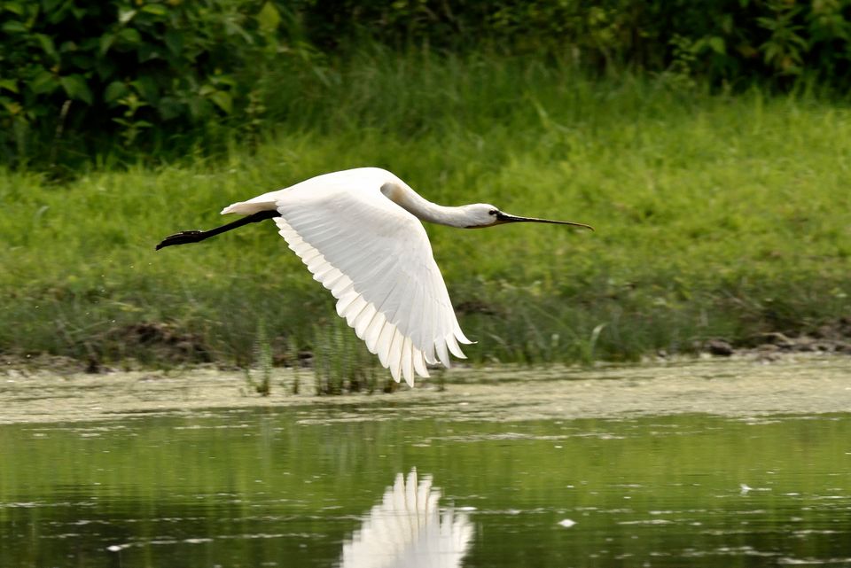 Een vliegende lepelaar