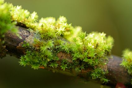 Public walk IVN nature garden De Bimd Aarle-Rixtel