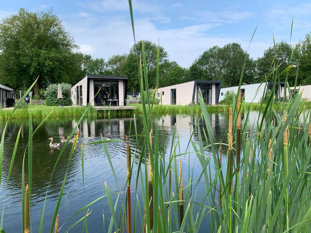 een kijkje door het riet op de vijver van Europarcs Kaatsheuvel met op de achtergrond de huisjes.
