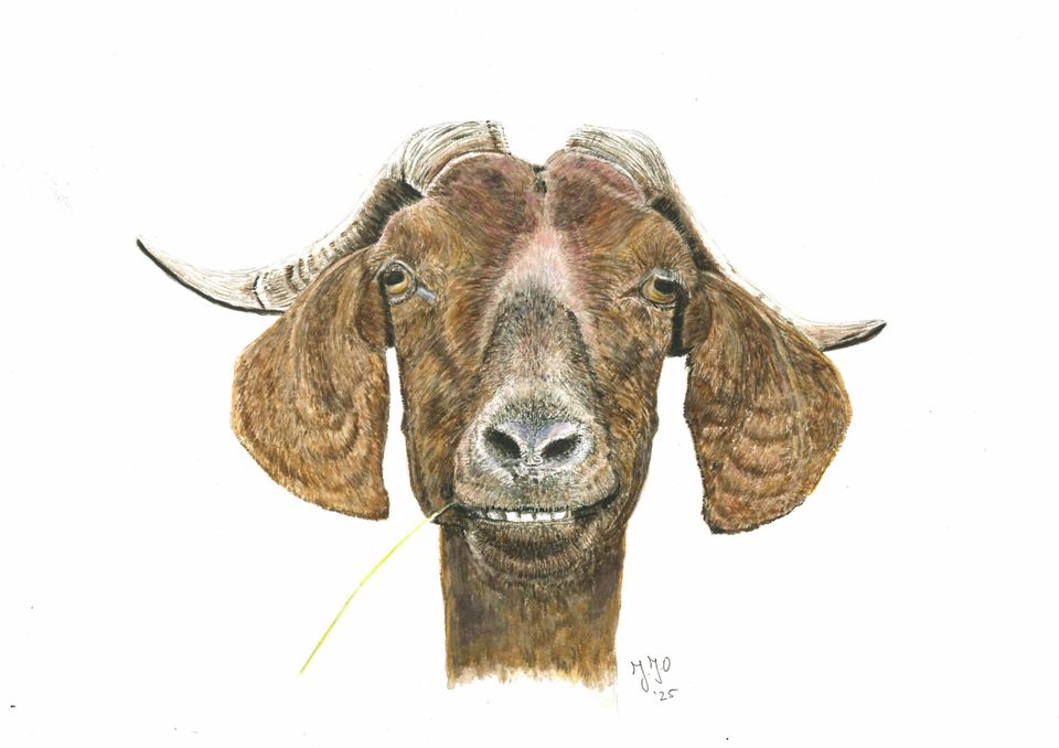 Aquarel Funny goat