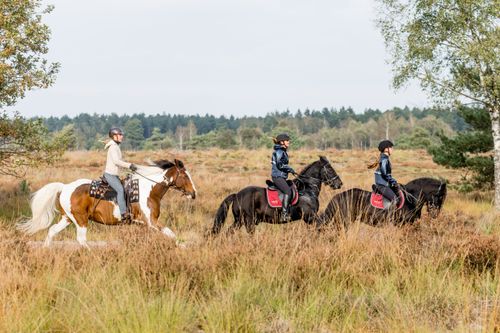 Groepje ruiters in galop over de heide