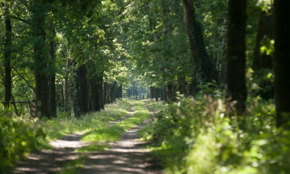 Wandelpad omgeven door groene bomen