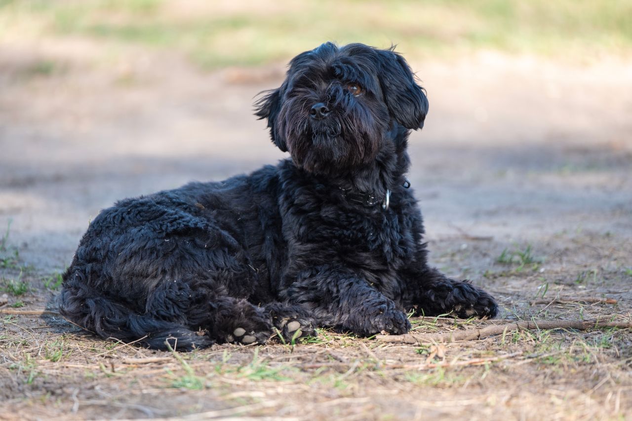 Hond op recreatiegebied in het gras