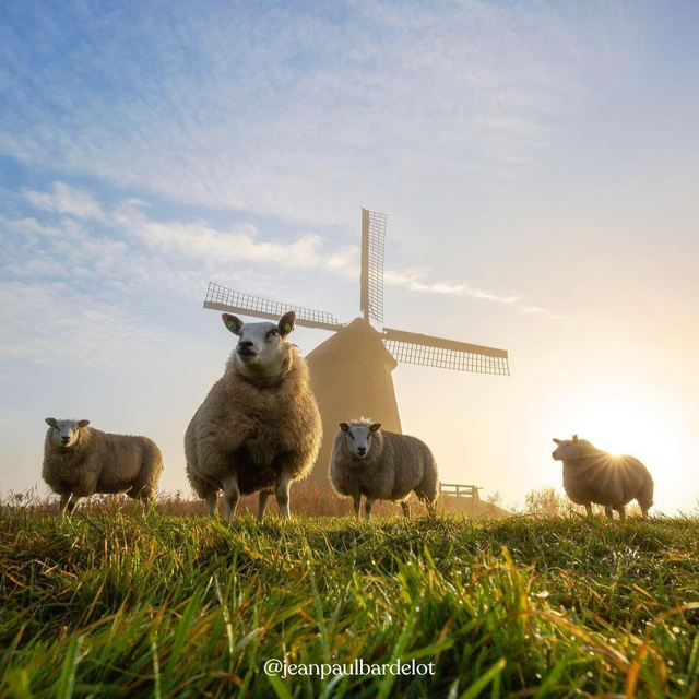 Een foto van Instagram: schapen in Schermerhorn