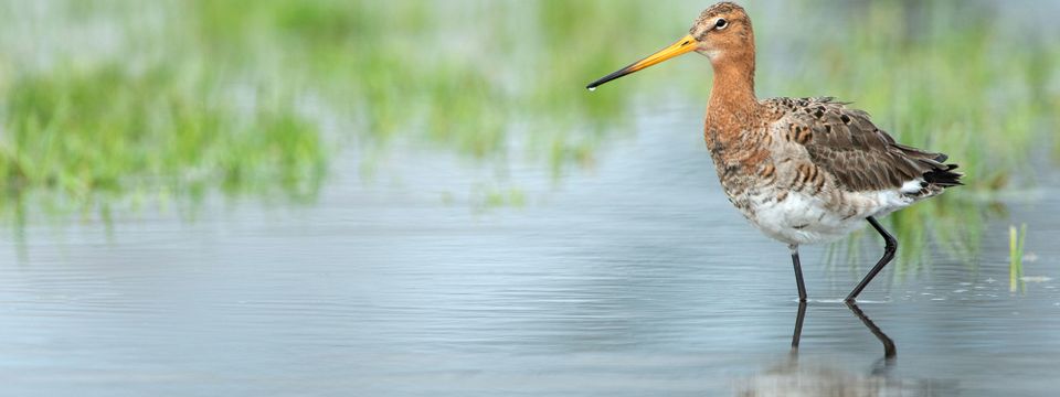 Een grutto in de Eilandspolder