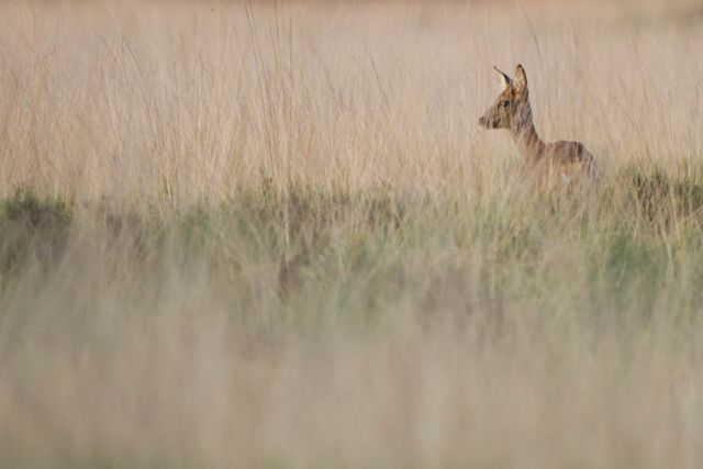Een ree steekt in de Drentse natuur z'n hoofd boven het groen uit.