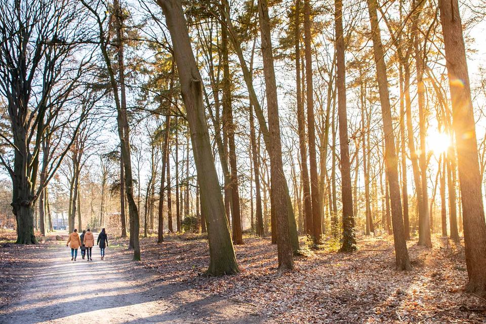 Wandelen in Ede Bos - Bezoek Ede