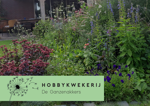 Hobbykwekerij de Ganzenakkers flyer voorkant