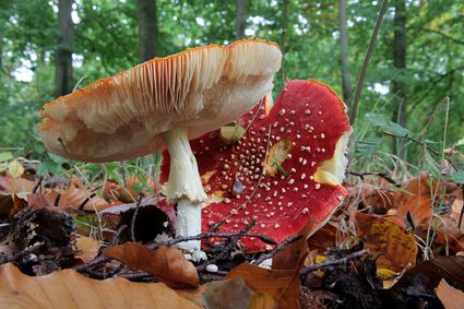 Paddenstoelen rood met witte stippen.
