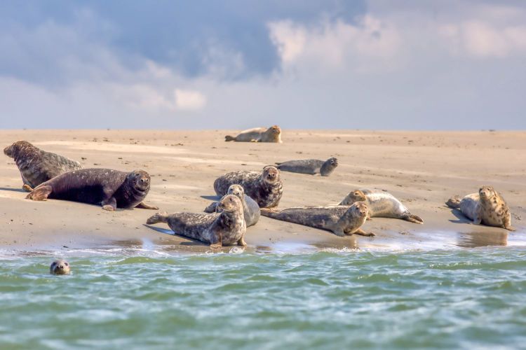 Renesse zeehonden