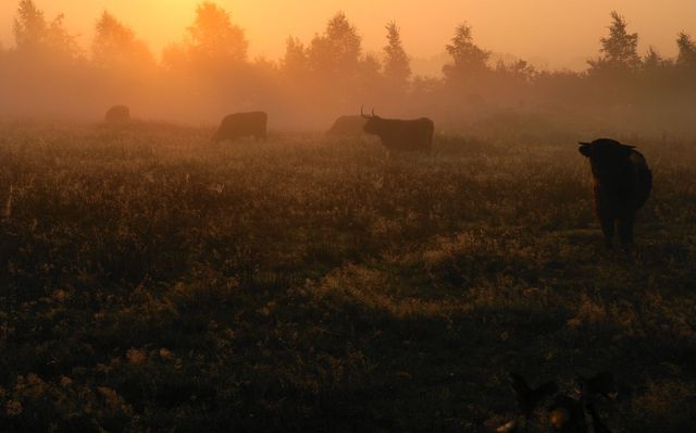 Hooglanders grazen op de heide.