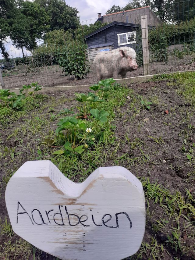 Aardbeien om te plukken