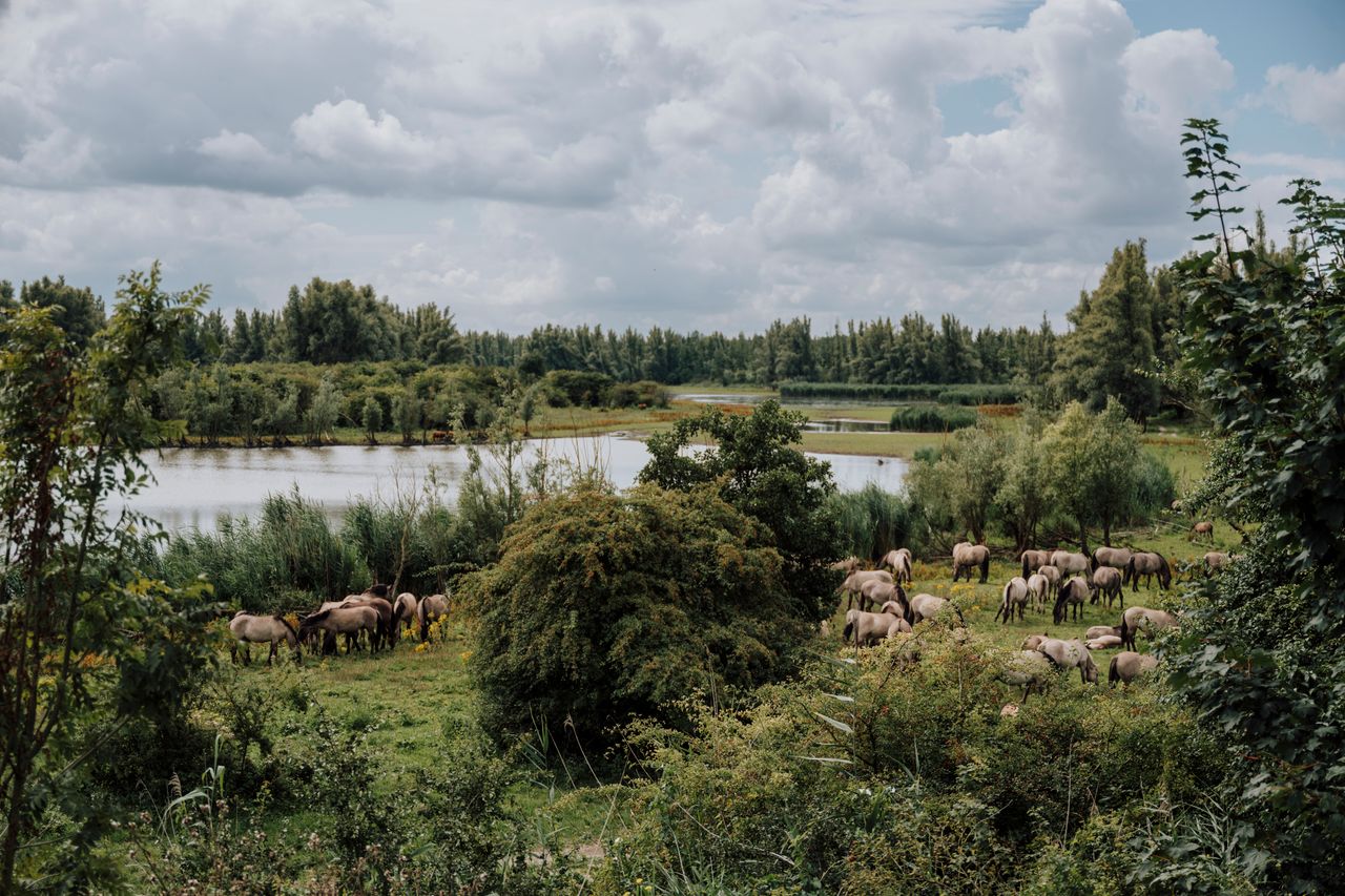 Oostvaardersplassen Lelystad paarden