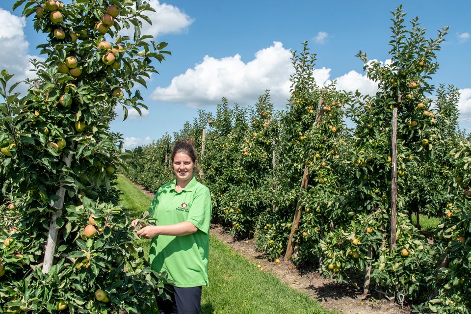 Een vrouw plukt een appel uit een gaard met rijen appelbomen in Flevoland
