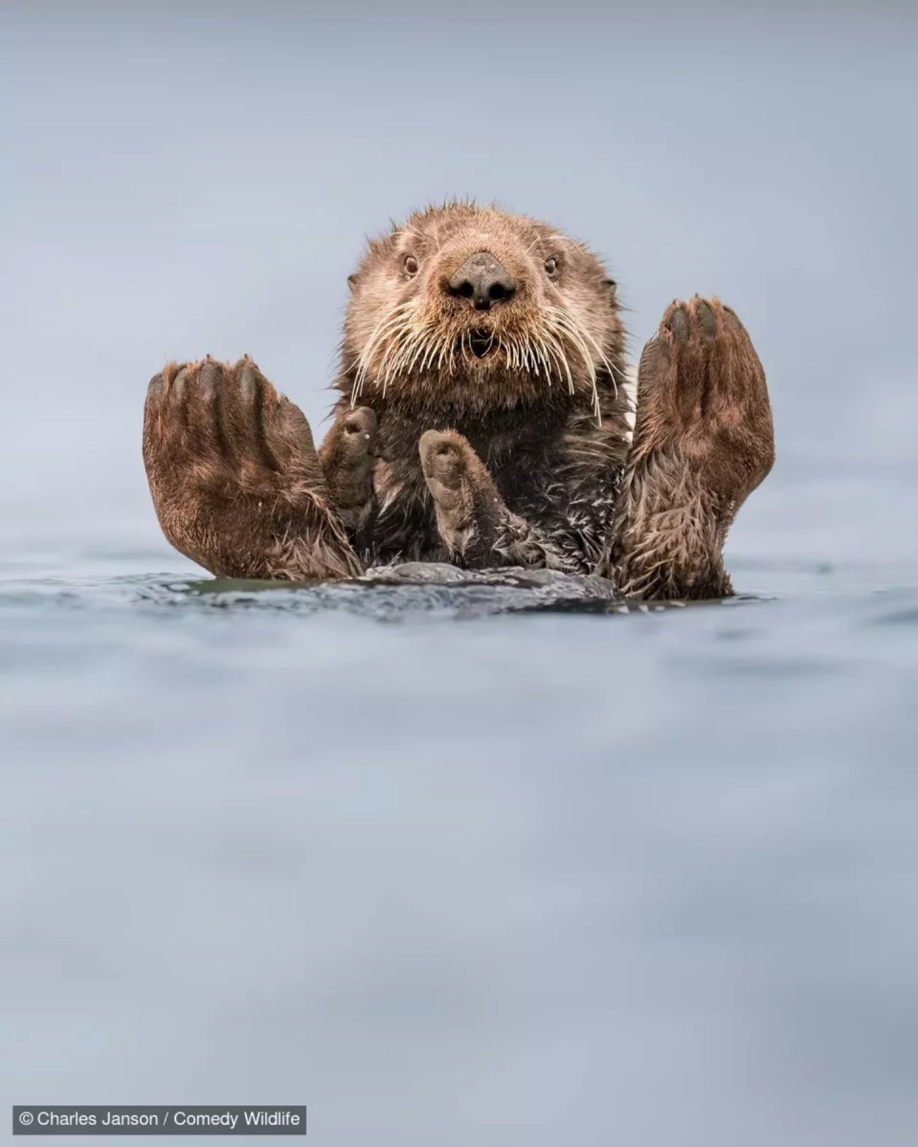 Comedy Wildlife-foto's in Natuurmuseum Brabant