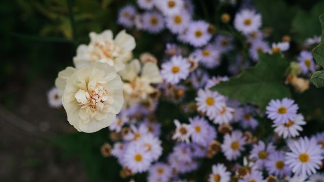 Bloemen kwekerij Nollestee