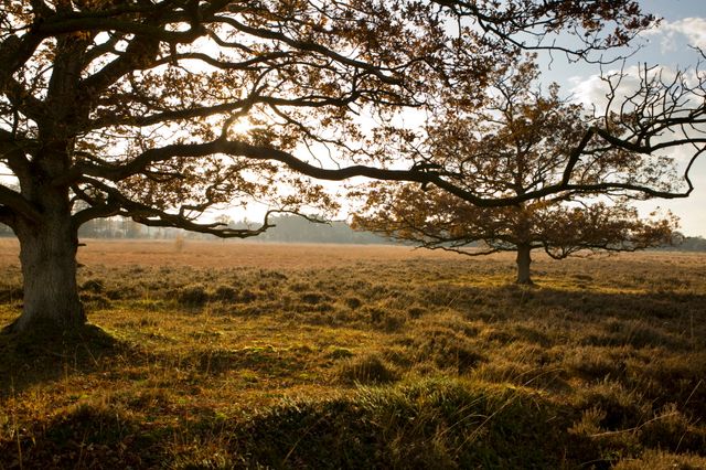 Ein Naturschutzgebiet in herbstlichen Farben mit Sonnenlicht, das durch die Bäume fällt.