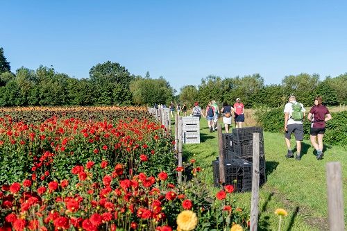 Dahliawandeltocht Zundert