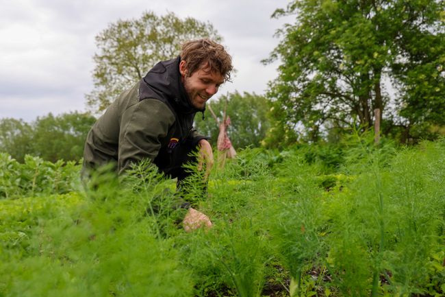 Een man werkt in een moestuin.