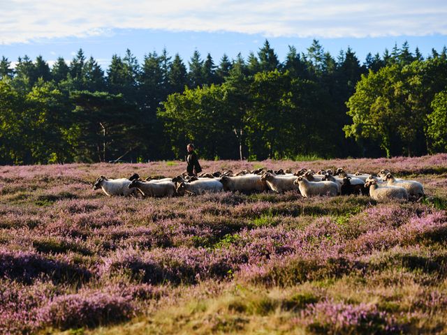 Schaapherder op de Zuiderheide