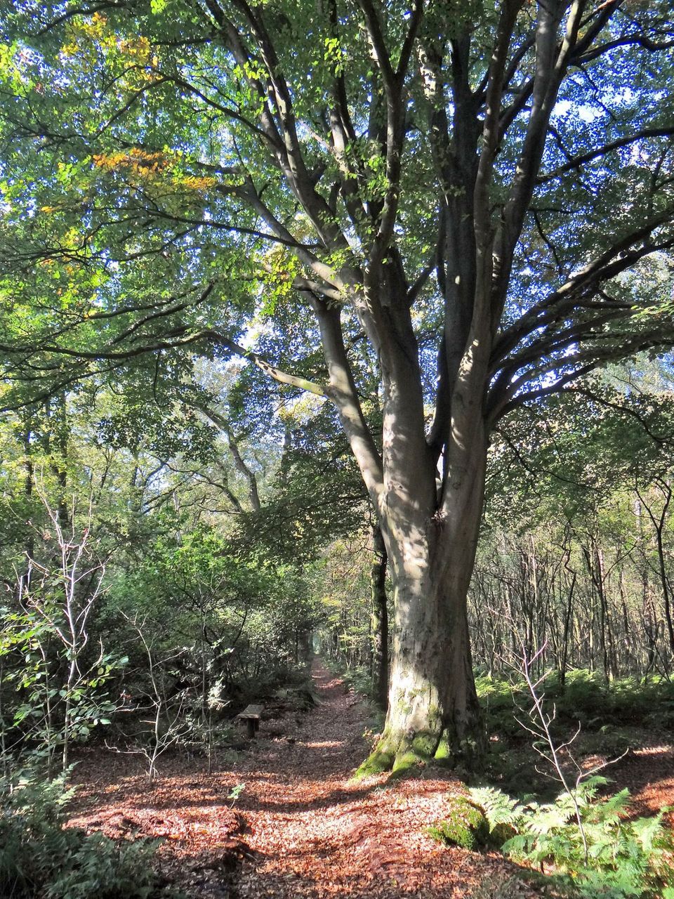Een bospad in Sint Nicolaasga.